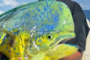 鬼头刀鱼金灿灿！本·西蒙斯晒海钓收获：??嘿 大脑壳呀_24直播网